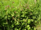 Bild5