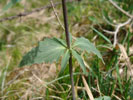 Bild4