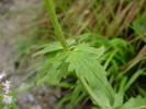 Bild8
