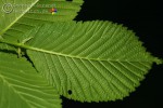 Bild10