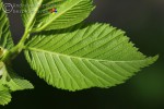 Bild8