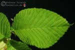 Bild9