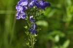 Bild11