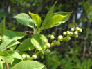 Bild1