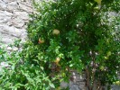 Bild1