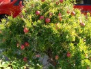 Bild5