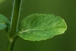 Bild11