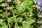 Bild6