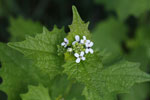 Bild3