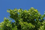 Bild1