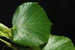Bild10