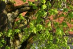 Bild8