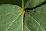 Bild11