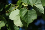 Bild9
