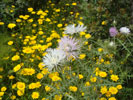 Bild1