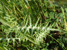 Bild6