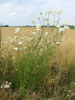 Bild2