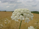 Bild3