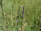 Bild1