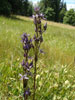 Bild3