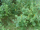 Bild1