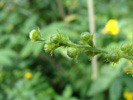 Bild4