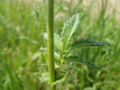 Bild5