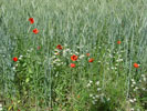 Bild1
