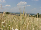 Bild5