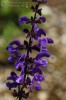 Bild7