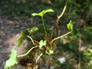 Bild11