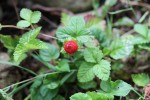 Bild5