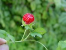 Bild6