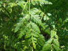 Bild6