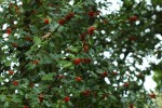 Bild7