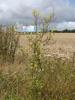 Bild1