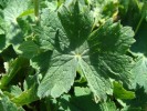 Bild11