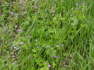 Bild1