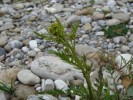 Bild3