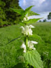 Bild3