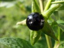 Bild11