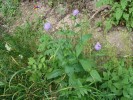 Bild1
