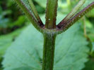 Bild6