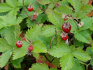 Bild5