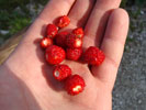 Bild6