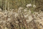 Bild11