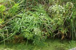 Bild8