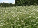 Bild8
