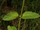 Bild10