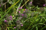 Bild11
